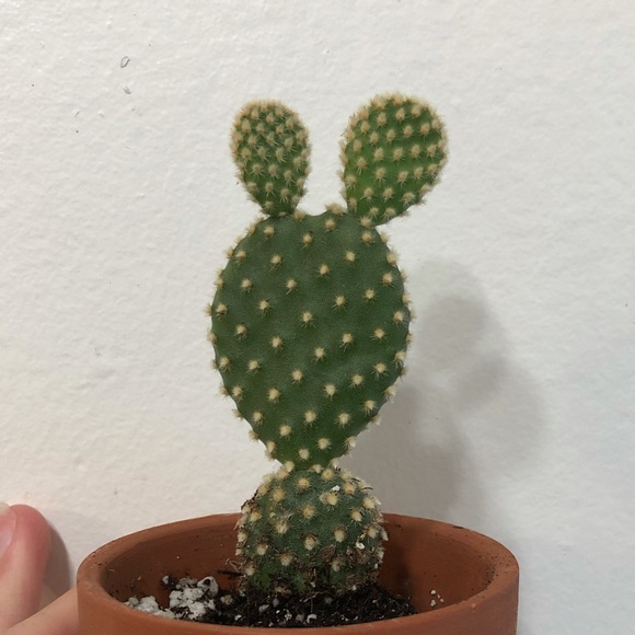 Meet your Posher, Saylor - Picture 1 of 1